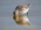 White-rumped sandpiper feeding in a pond. South America, Falkland Islands, Volunteer Point. Art Print